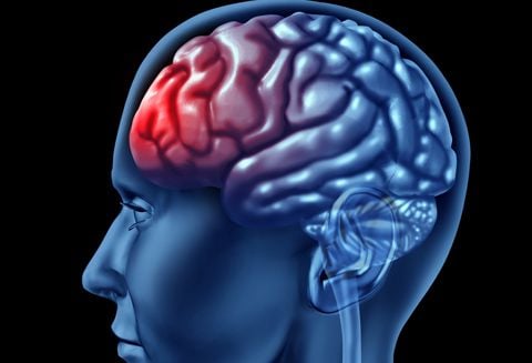 Hogyan kezdődik az agy kialakulása?