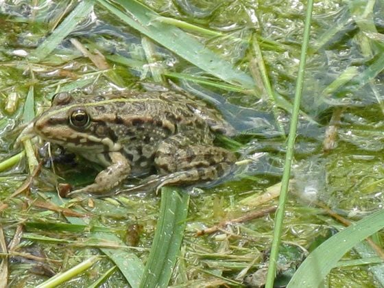 A Tavi béka előfordulása