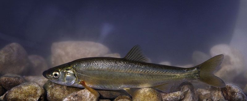 A Csellepaduc és a Fenékjáró küllő