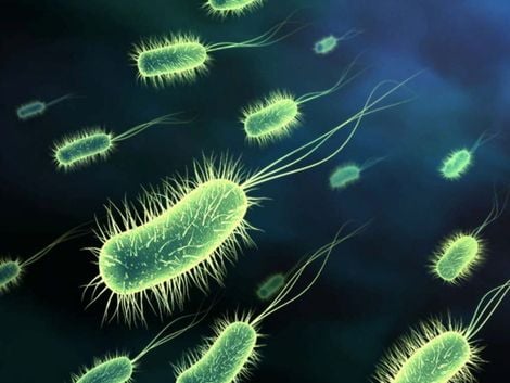 Antibiotikumok és probiotikumok