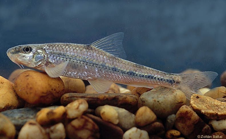 A Halványfoltú és a Kaukázusi küllő