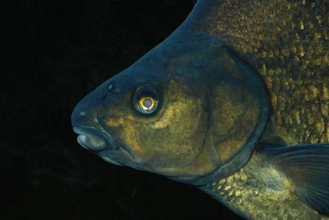 A Karika és a Dévér keszeg