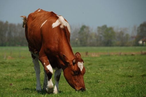 Állategészség védelem: A kórokozók, kártevők, ragadozók ártalmatlanítása