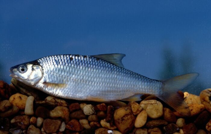 A Pisztrángsügér és a Fekete sügér