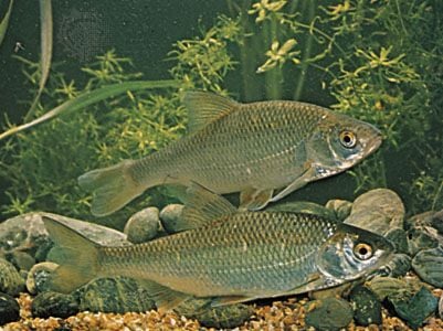 A Bodorka és a Leánykoncér