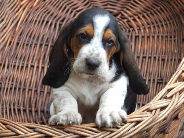 Basset Hound, a lógófülű kedvenc