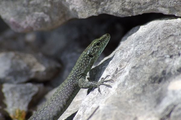 A Hegyesfejű gyík és az Ibériai hegyigyík