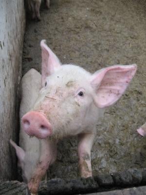 Állategészség védelem: A bendőalkalózis és az ammóniamérgezés(alkalosis ingestae ruminis)