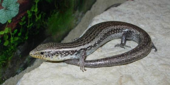 A Spanyol és a Közönséges ércesgyík