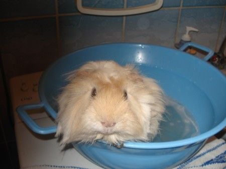 A tengerimalac ápolása