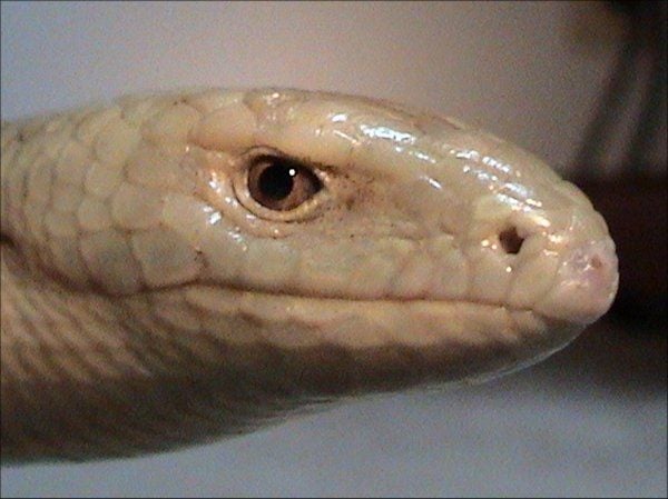 Páncélos seltopuzik Ophisaurus apodus