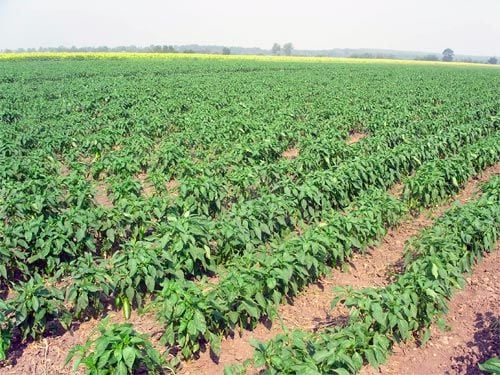 Állománysűrűség, palántaültetés, magvetés és takarás