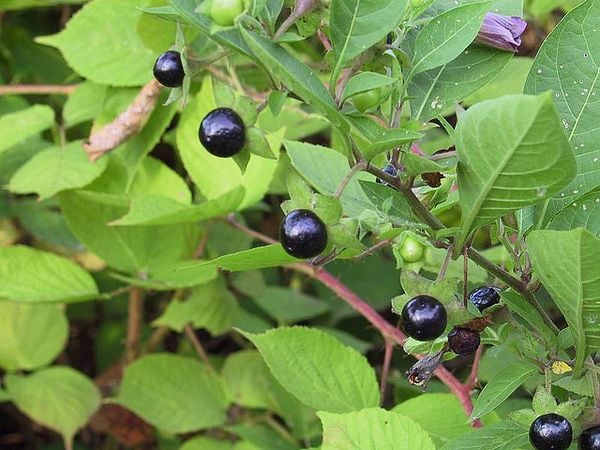 Homeopátiás szerek: Belladonna