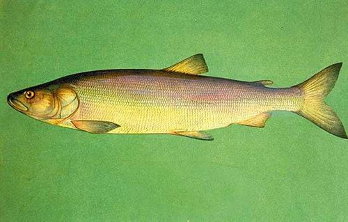 A Fehér lazac és a Pénzes pér