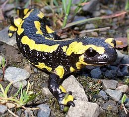 A foltos szalamandra (Salamandra salamandra)