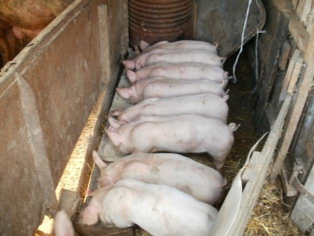 Állategészség védelem: A tüdőgyulladás (pneumonia)