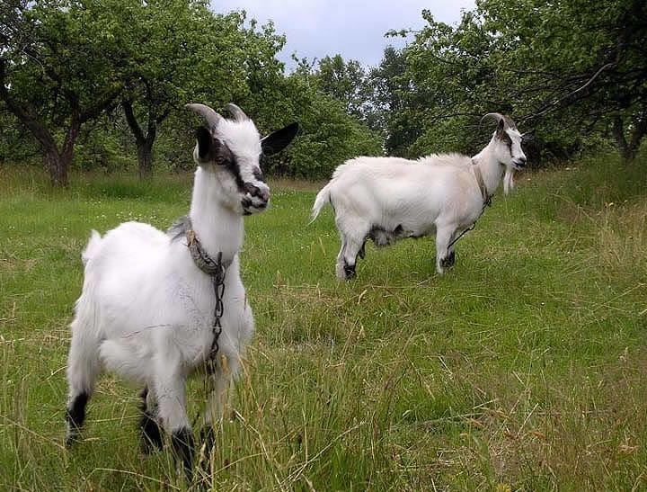Állategészség védelem: A talaj (geoszféra)