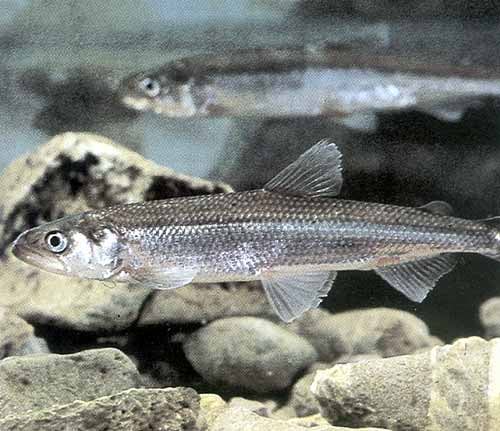 A Viaszlazac és a Csuka