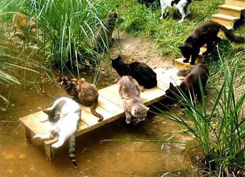 A macskák kommunikációja