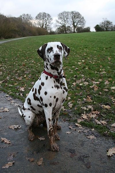 Dalmata