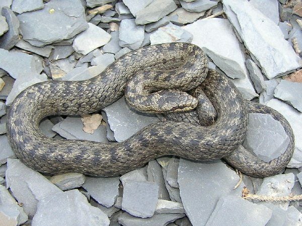 Rézsikló Coronella austriaca jellegzetességei