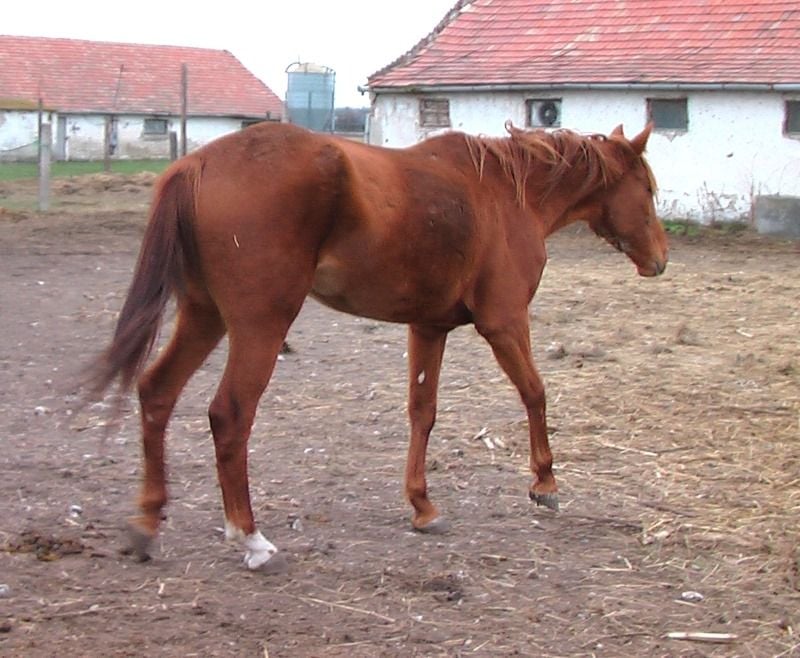 Állategészségvédelem: A hajlamosság (diszpozíció)