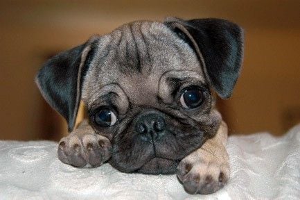 Mopsz