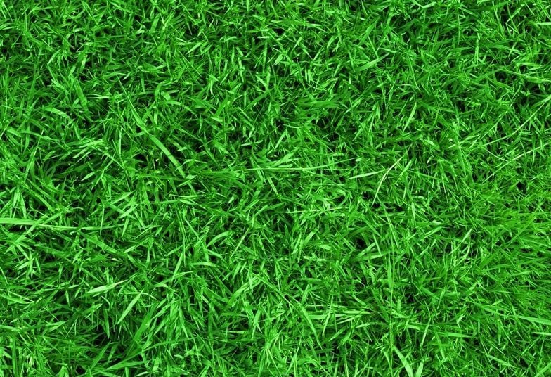 Állategészség védelem: Fű és fű közötti különbség