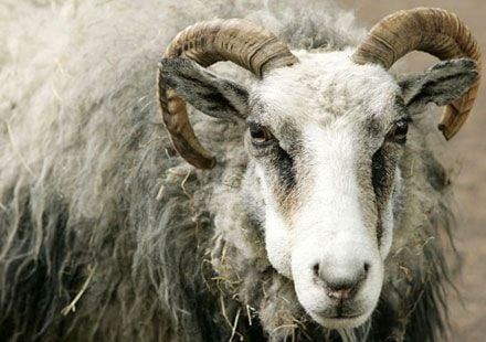 Állategészség védelem: A levegő és a légnyomás