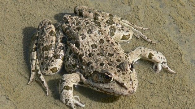 A Tavi béka jellegzetességei