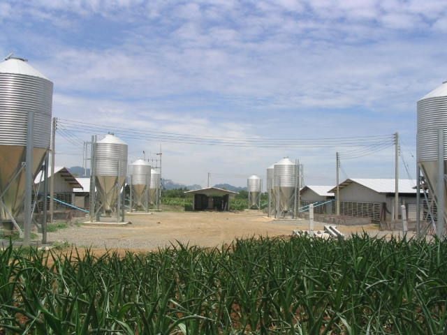 Állategészség védelem: A takarmány idő előtti felhasználása (mérgező növények és antinutritív faktorok a takarmányban)