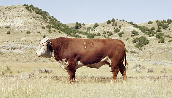 Állategészség védelem: A szarvasmarha fertőző rhinotracheitise