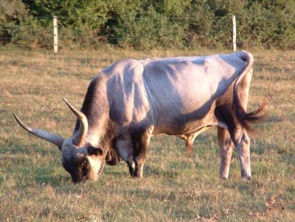 Állategészség védelem: A csökkent elszarusodás