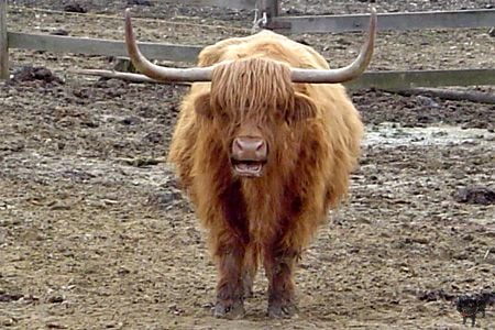 Állategészség védelem: A daganatok