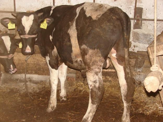 Állategészség védelem: Elkülönített vágás