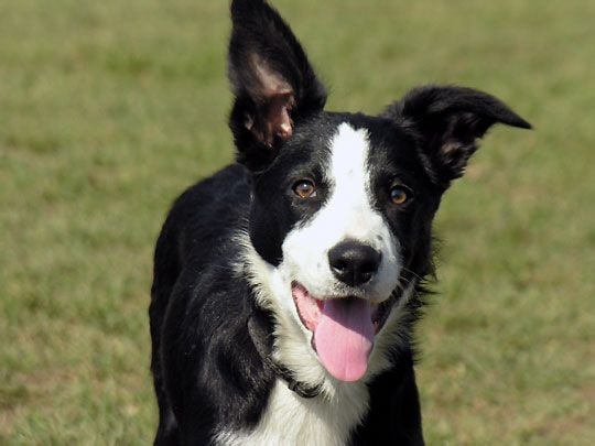 A kutyák hallásának folyamata