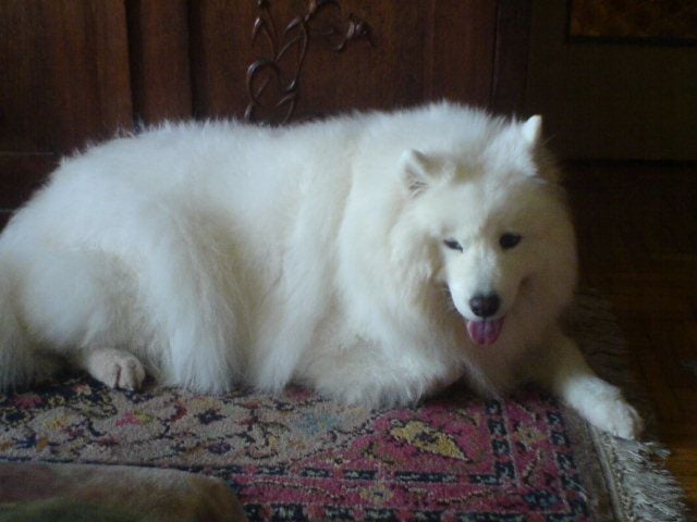 A kutya gégéje