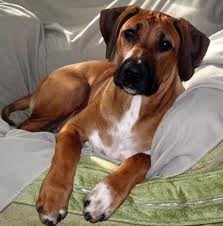 Afrikai Oroszlánkutya