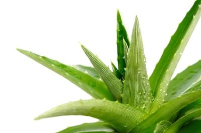 Aloe vera