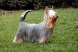 Ausztrál silky terrier