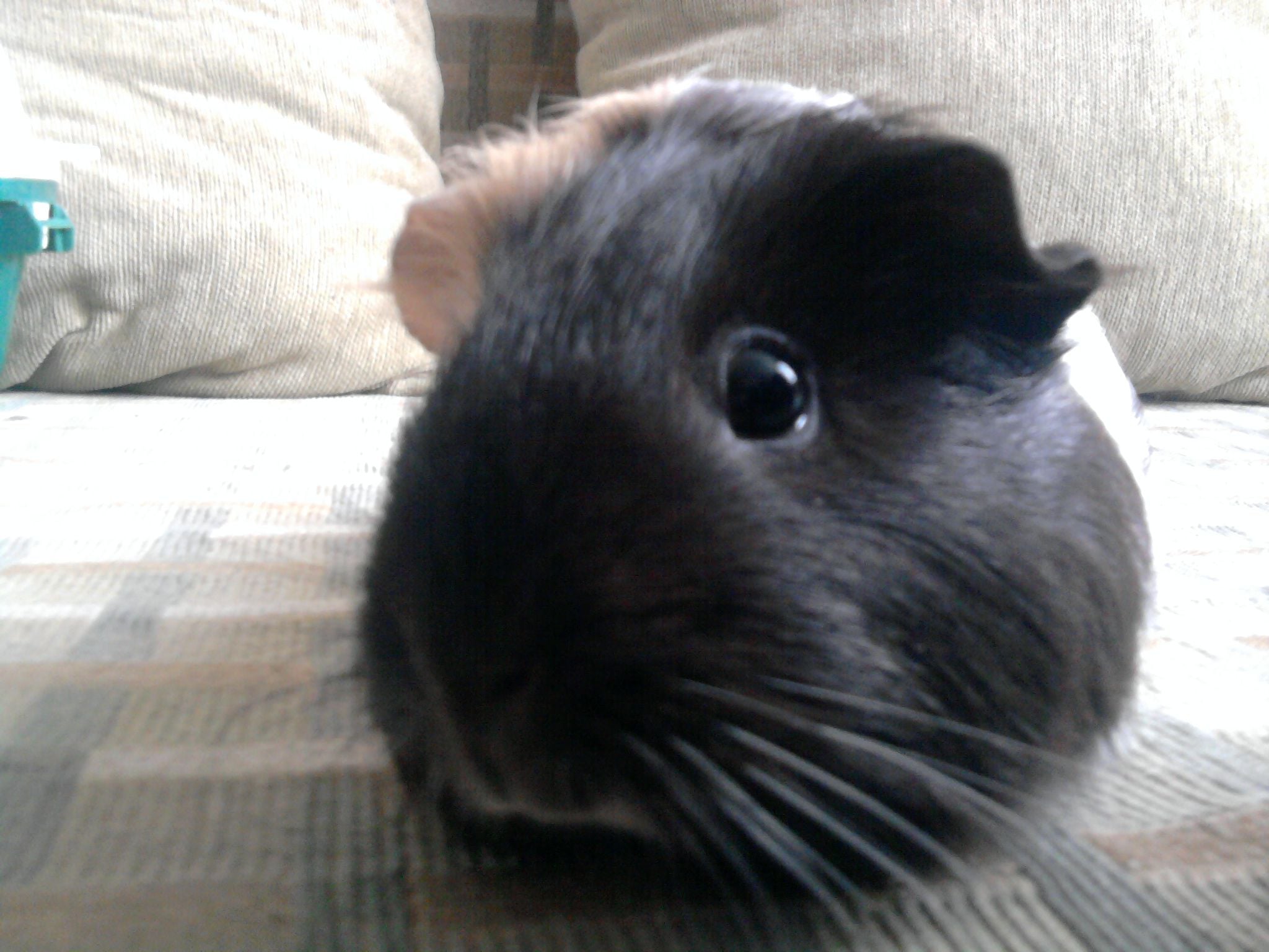 Jellegzetes malac szokások