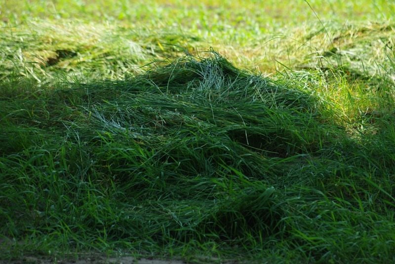 A fűpollenek hatása szervezetünkre