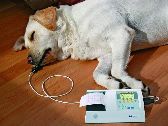 Kutyák EKG vizsgálata