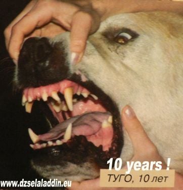 Kutyák fogazata: fogtörés, zománchiány és elszíneződések