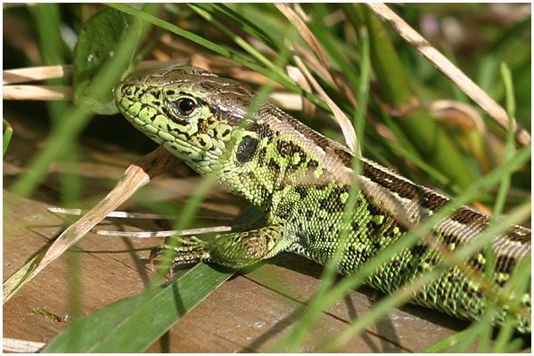 Fürge gyík Lacerta agilis életmódja