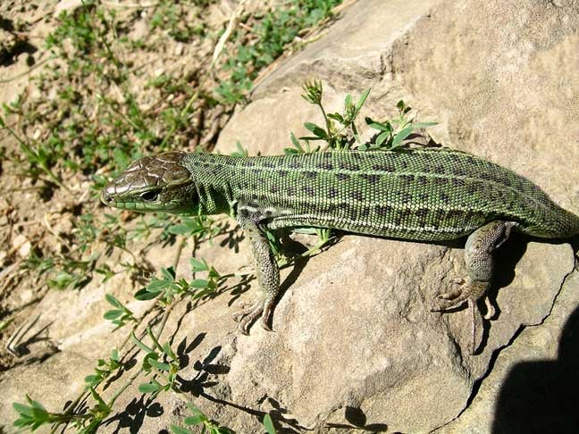 Kaukázusi faligyík Lacerta saxicola szaporodása