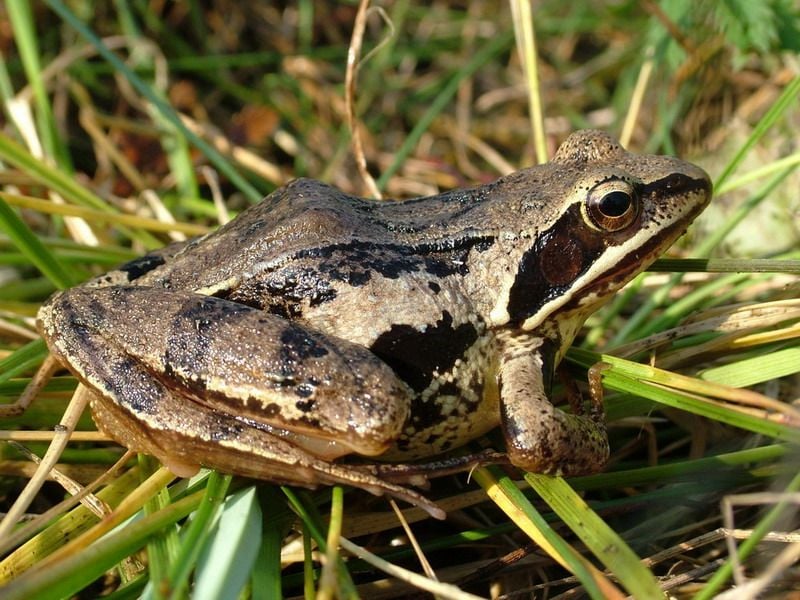 A Mocsári béka jellegzetességei