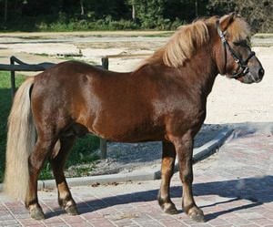 A Shetlandi póni