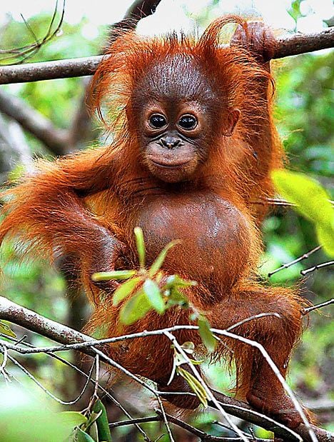 Orangután