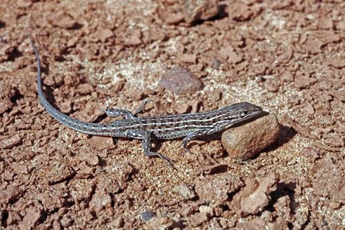 Spanyol bordásgyík Psammodromus hispanicus